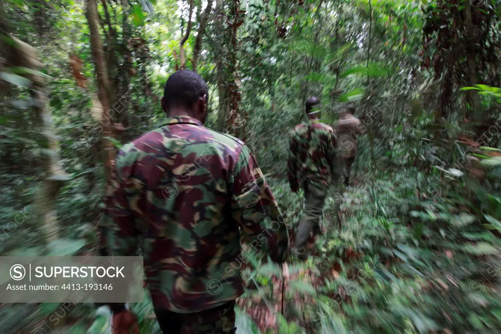 Guards searching a Western lowland gorilla in forest Gabon