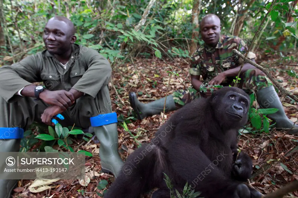 Guards with a Western lowland gorilla in forest Gabon