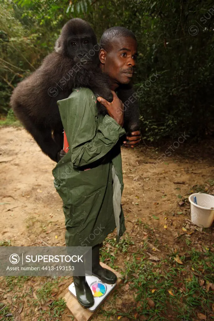 Weekly weigh a Western lowland gorilla in Gabon