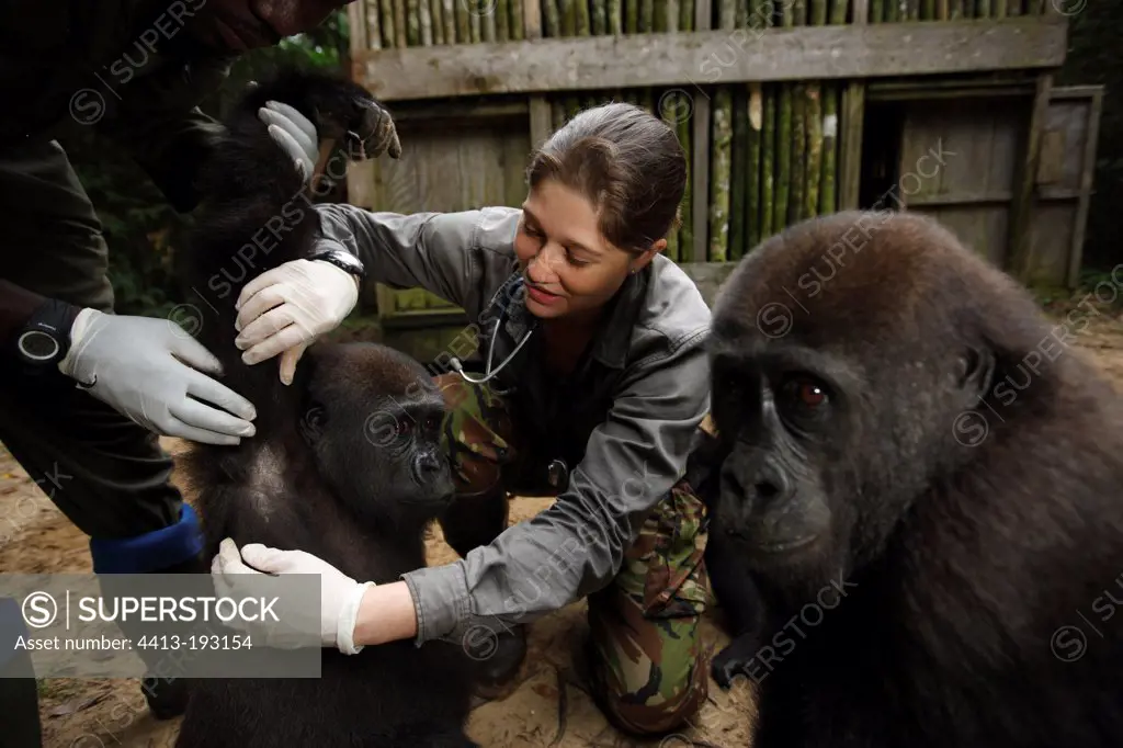 Veterinarian and Western lowland gorilla in Gabon