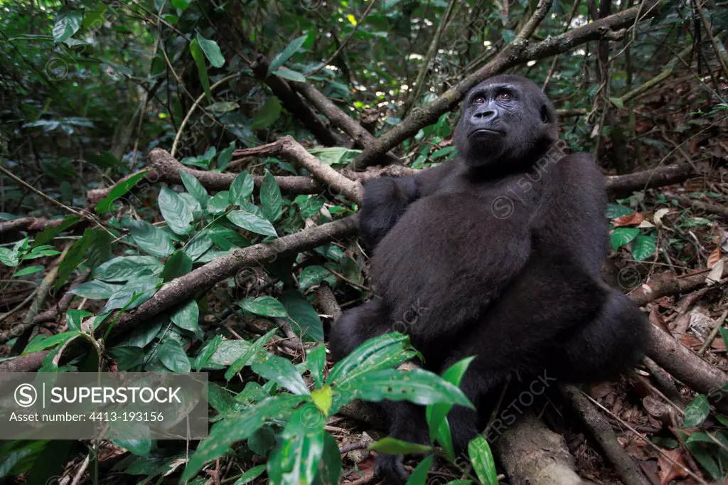 Young Western lowland gorilla in forest in Gabon
