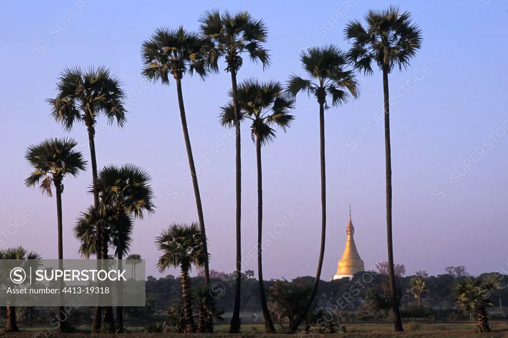 Gold bell-tower behind palm trees in Burma