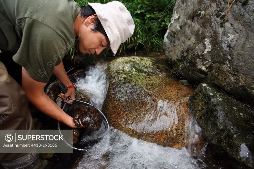 Researcher catching Japanese Giant Salamanders in river