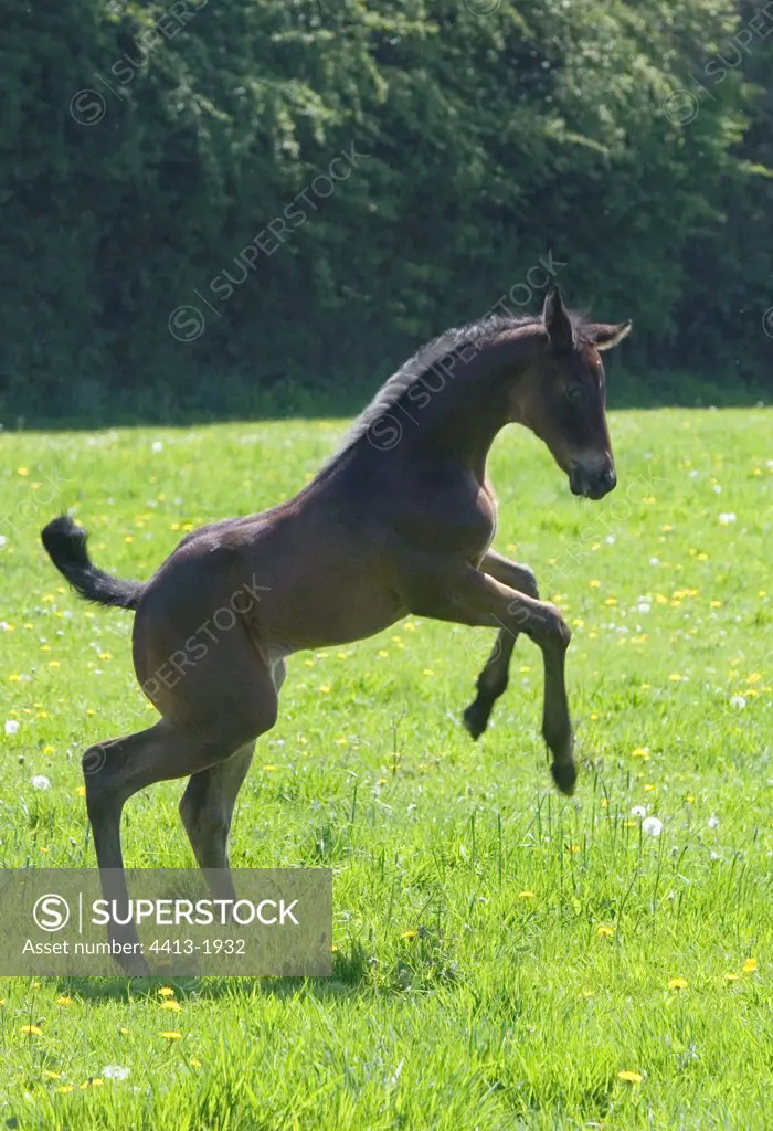 Foal English thoroughbred bucking in a meadow France