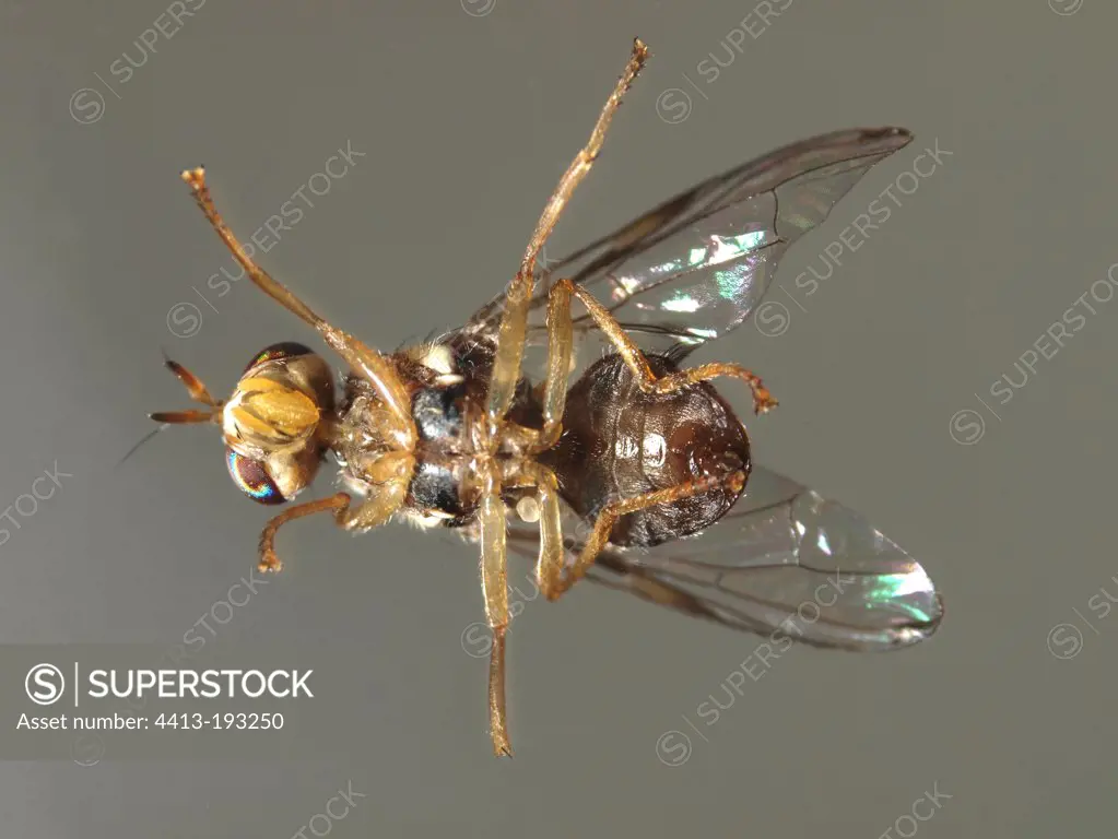Male Olive fruit Fly