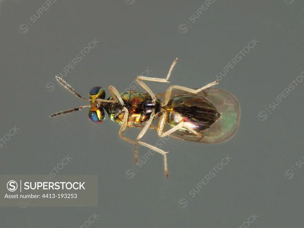 Parasitic wasp captured on Olive tree