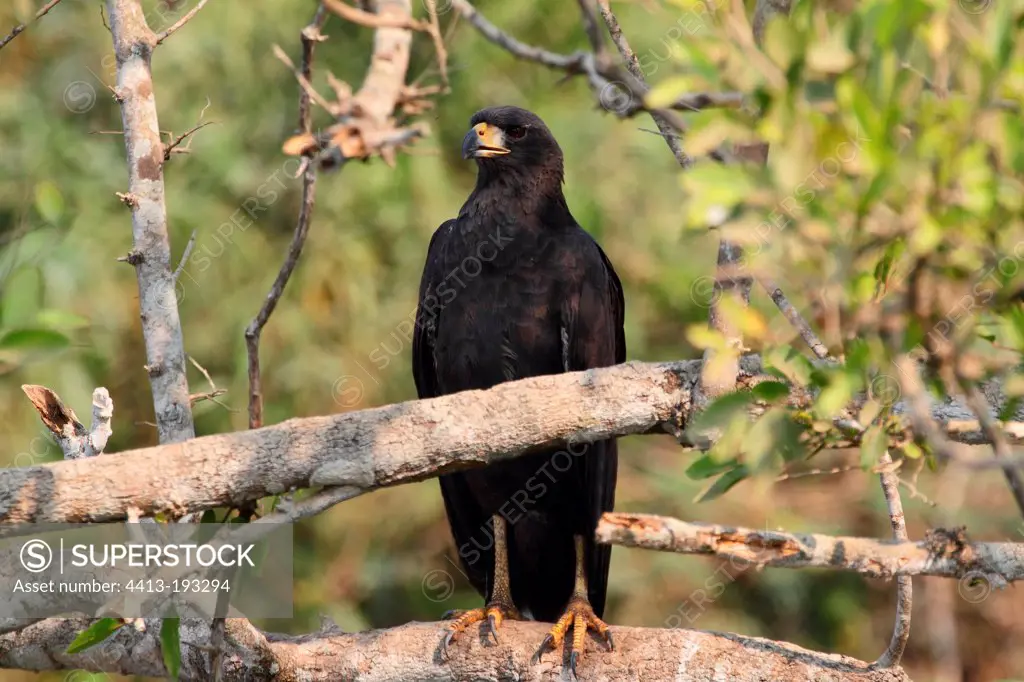 Great-black Hawk on a branch Pantanal Brazil