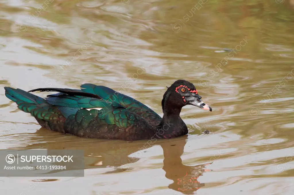 Male Muscovy ducks on the water Brazil
