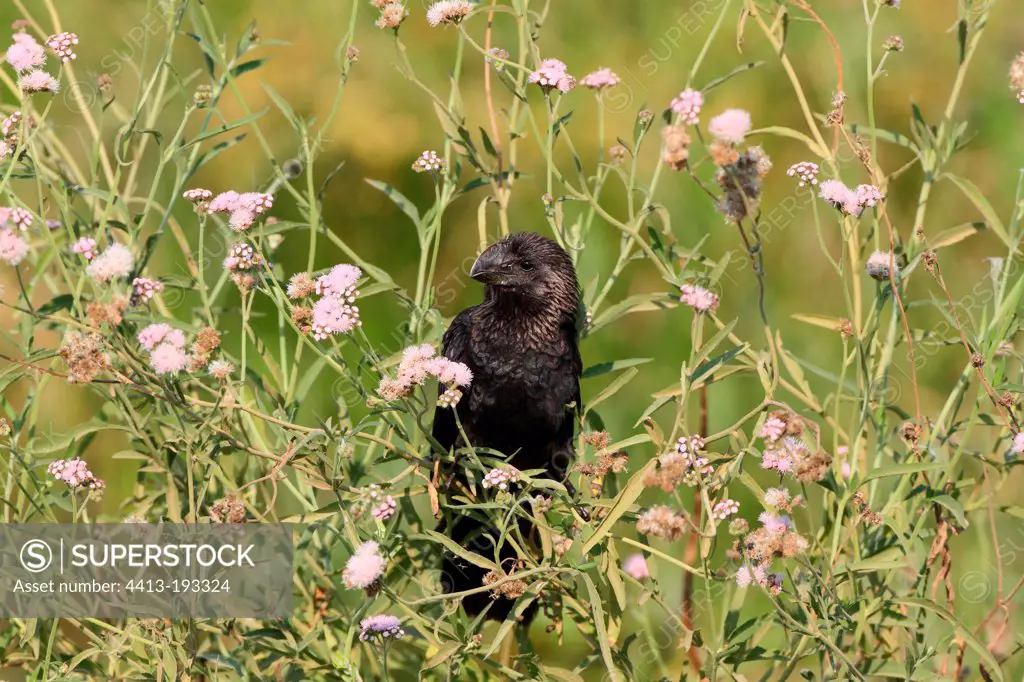 Smooth-billed Ani in a tuft of flowers Pantanal Brazil