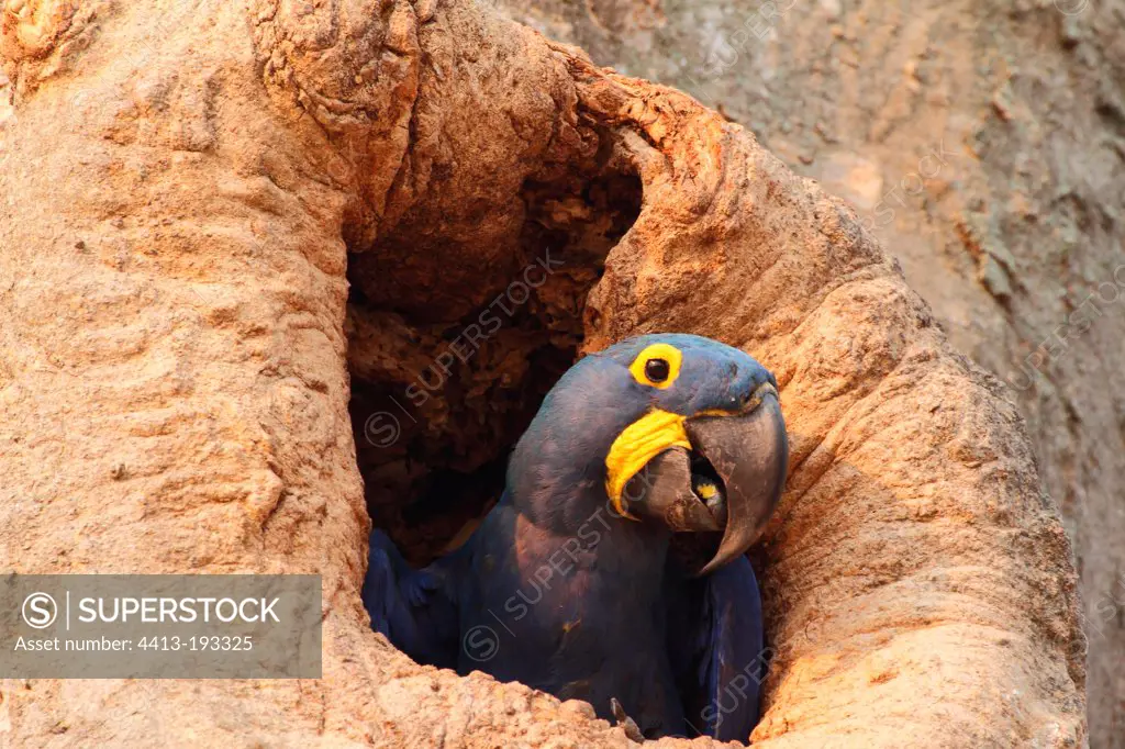 Hyacinth macaw nest Pantanal in Brazil