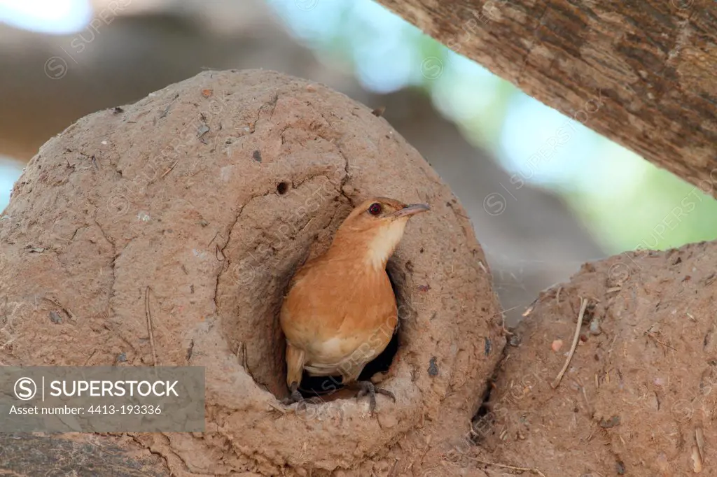 Rufous Hornero in its nest of clay Pantanal Brazil