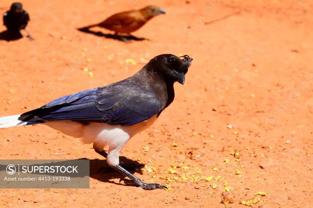 Curl-crested Jay and seeds on ground Pantanal Brazil