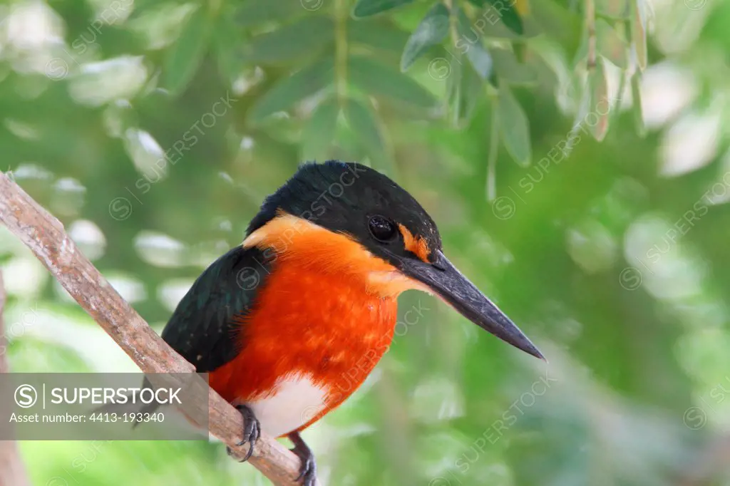 American Pygmy Kingfisher on a branch Pantanal Brazil