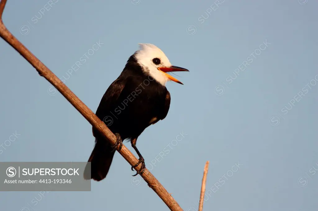 White-headed marsh-tyrant on a branch Pantanal Brazil
