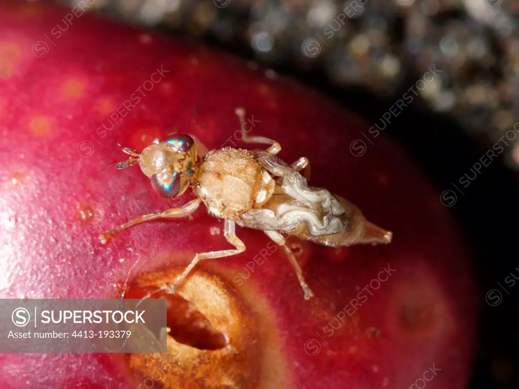 Emergence of a female Olive fruit Fly