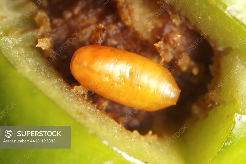 Pupa of Olive fruit Fly in its gallery in the fruit
