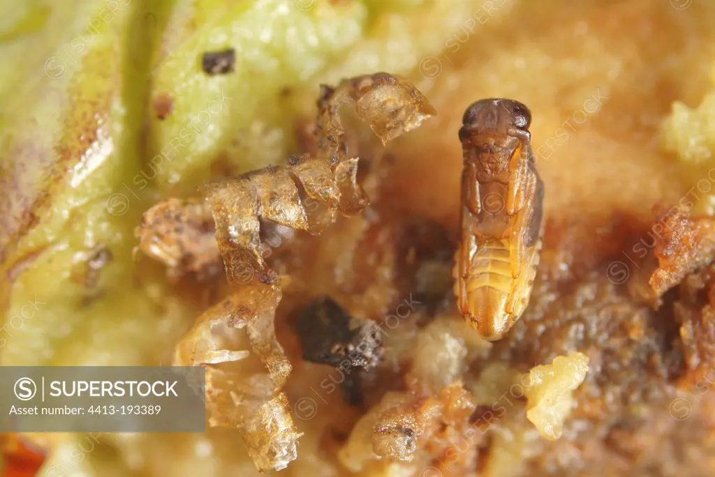 Parasitoid Nymph in a pupa of a Olive fruit Fly
