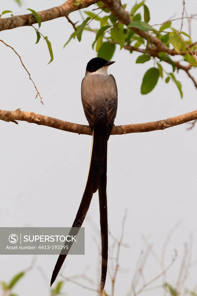 Fork-tailed Flycatcher on a branch Pantanal Brazil