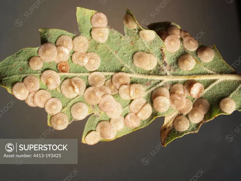 Generation of female gall under a leaf of English Oak