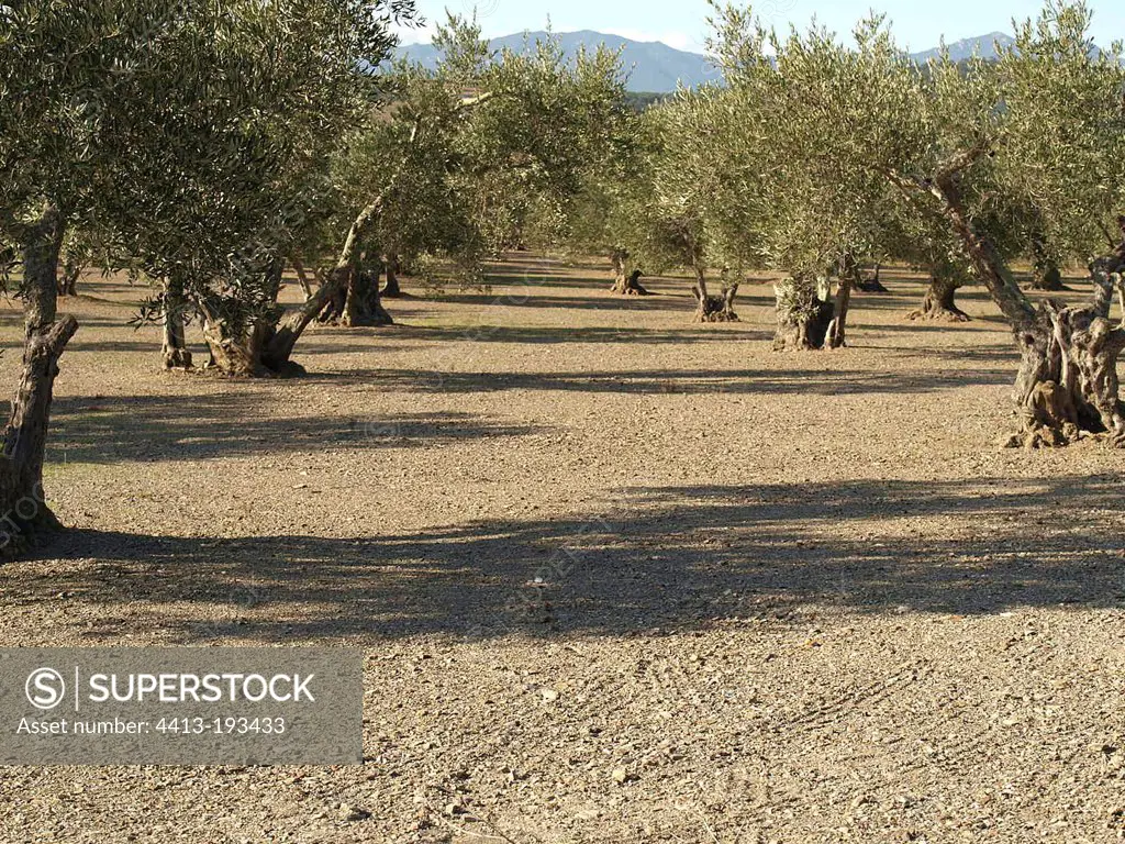 Olive grove with a land with no grass France