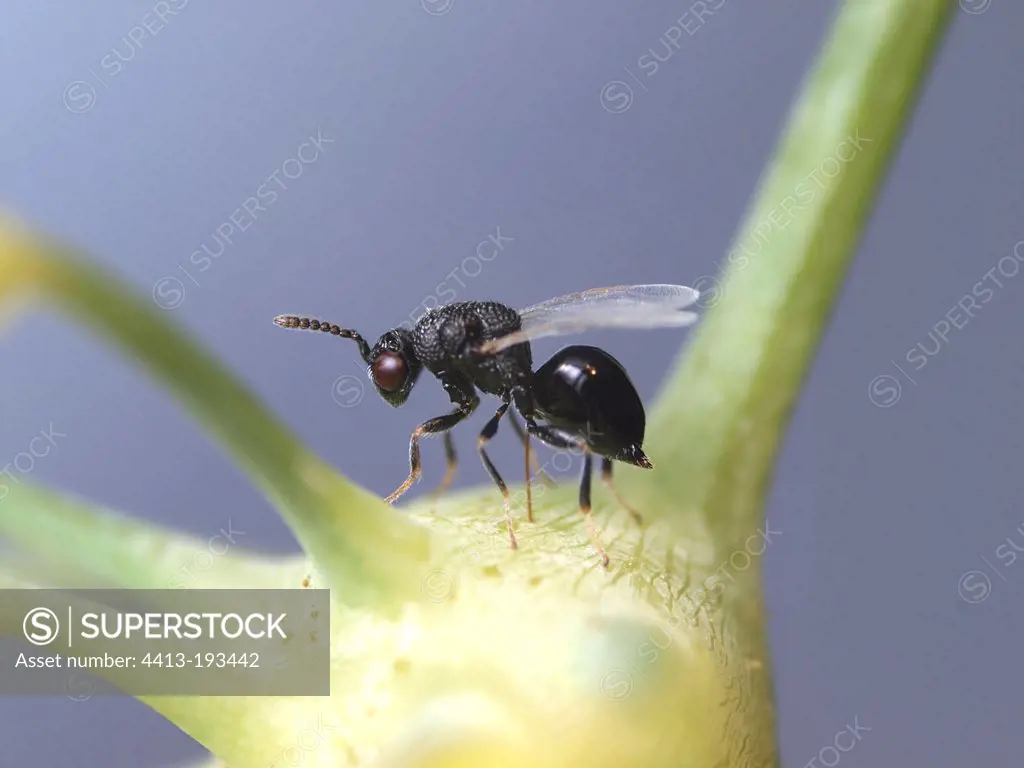 Parasitoid laying eggs in a Gall wasp gall on Fennel