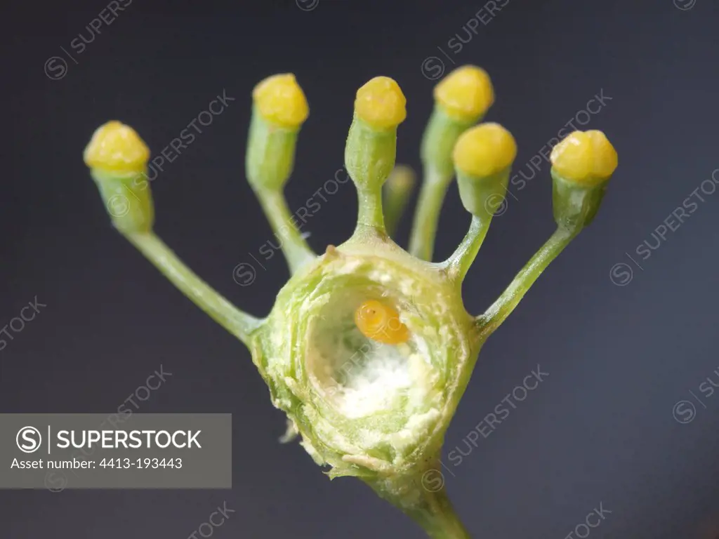 Parasitoid in a Gall wasp gall on Fennel
