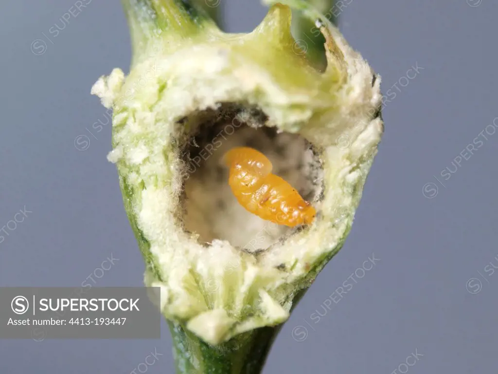 Parasitoid larva in a Gall Wasp gall on Fennel