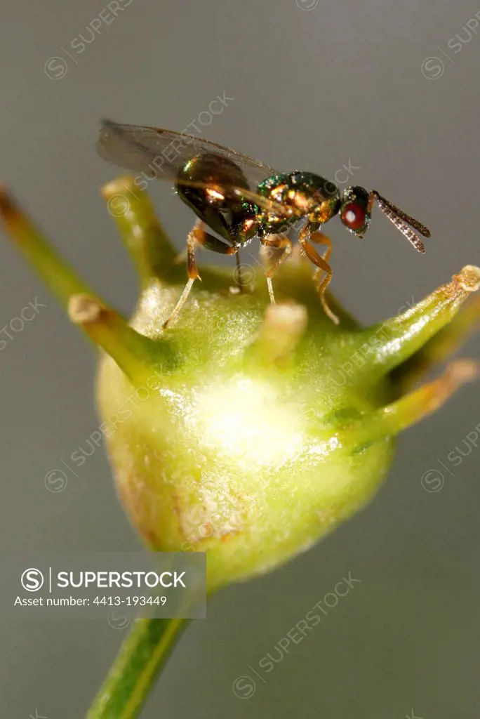 Parasitoid laying eggs in a Gall Wasp gall on Fennel