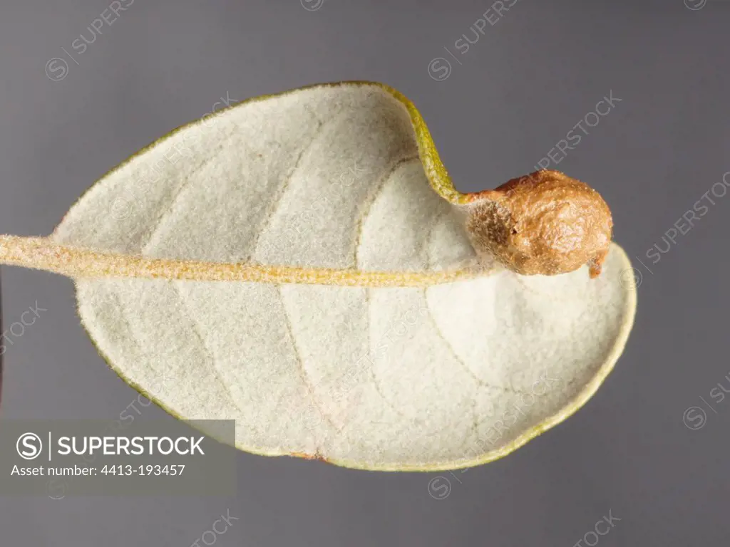 Gall Wasp gall on a leaf of green oak