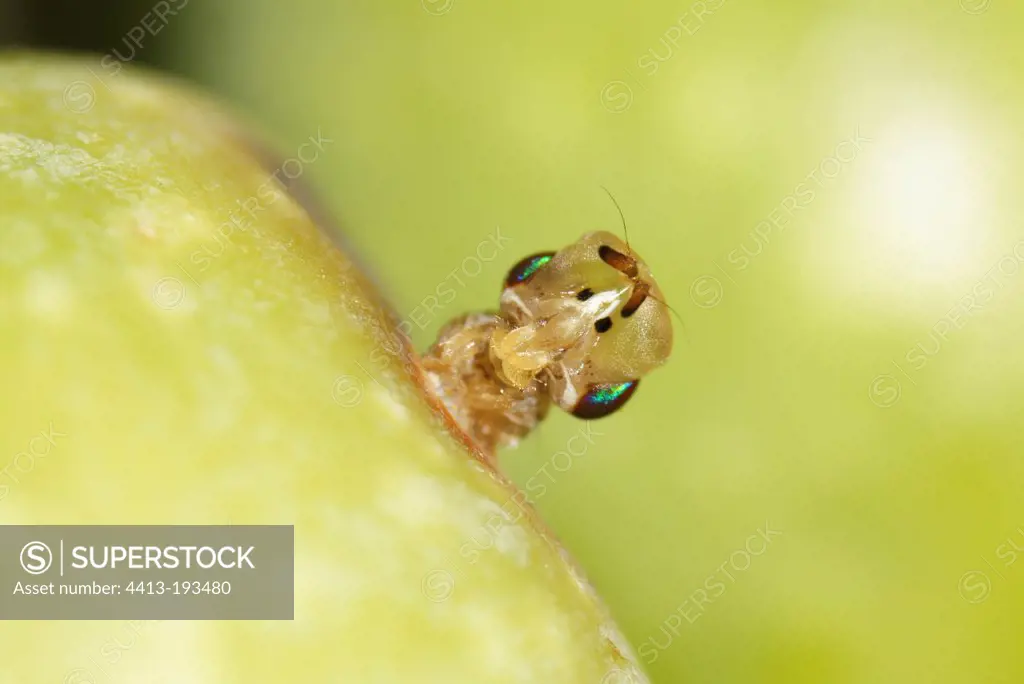 Emergence of an Olive Fruit Fly from an Olive