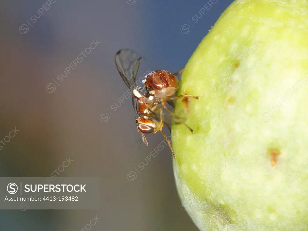 Olive fruit fly laying eggs in an Olive