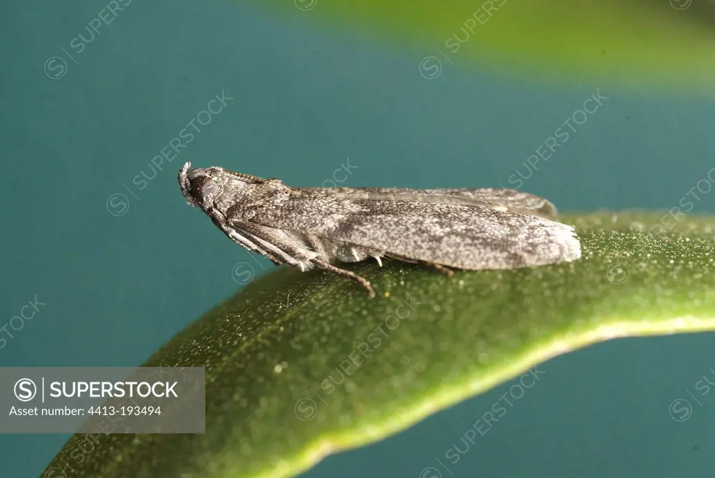 Carob Moth on Olive leaf