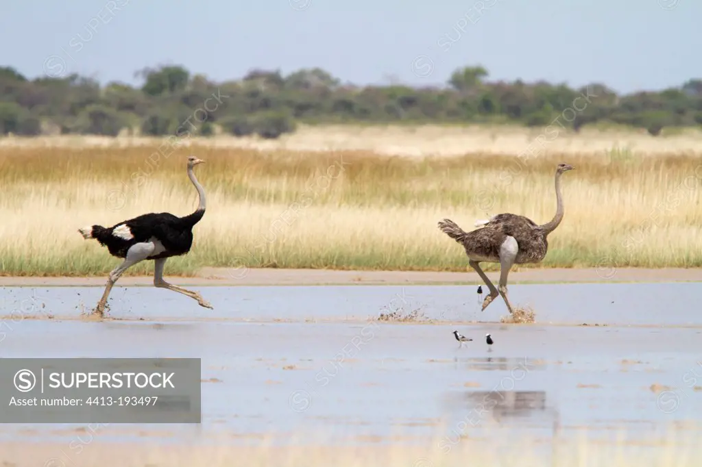 Ostriches couple running in the water Etosha Namibia