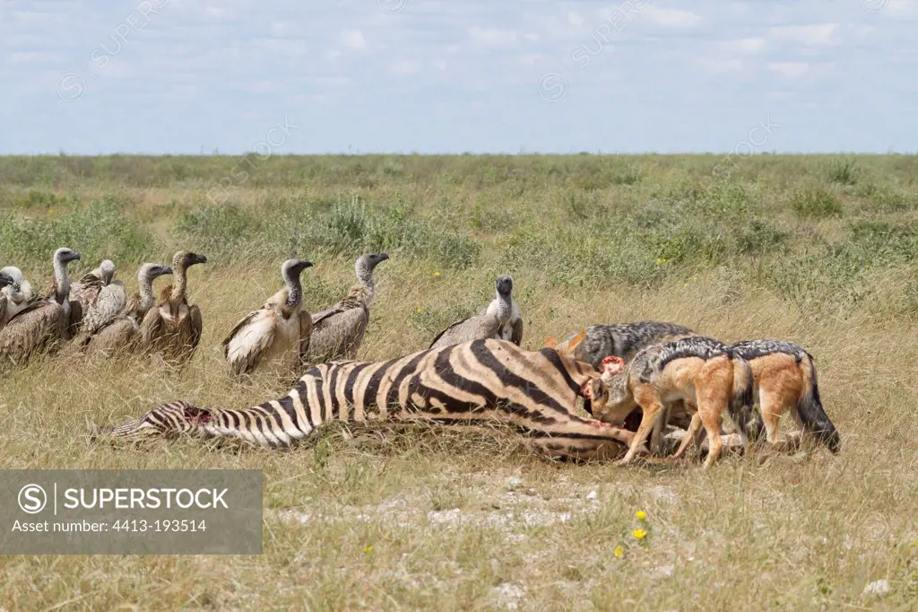 Black-backed jackal on zebra carcass and Vultures Etosha