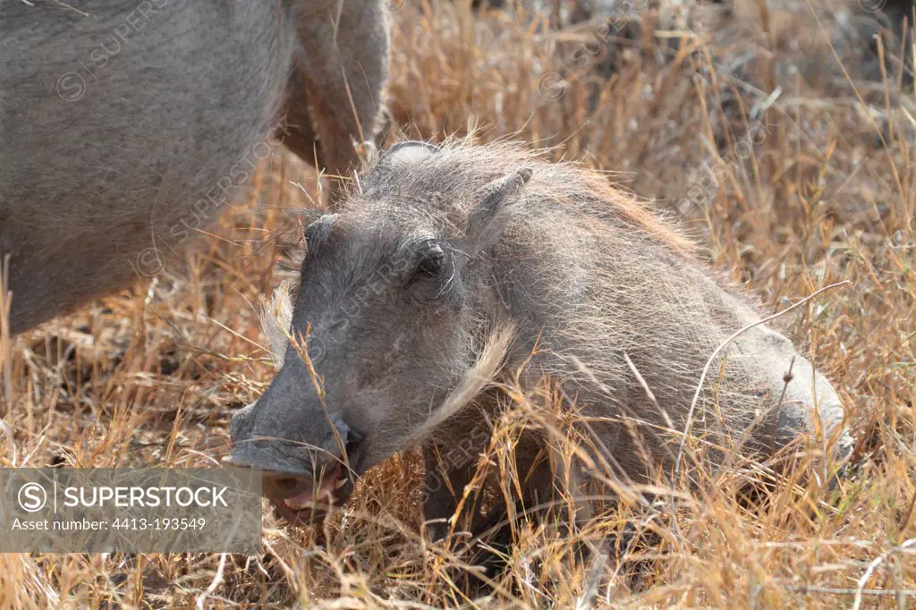 Warthog in savanna Kruger South Africa