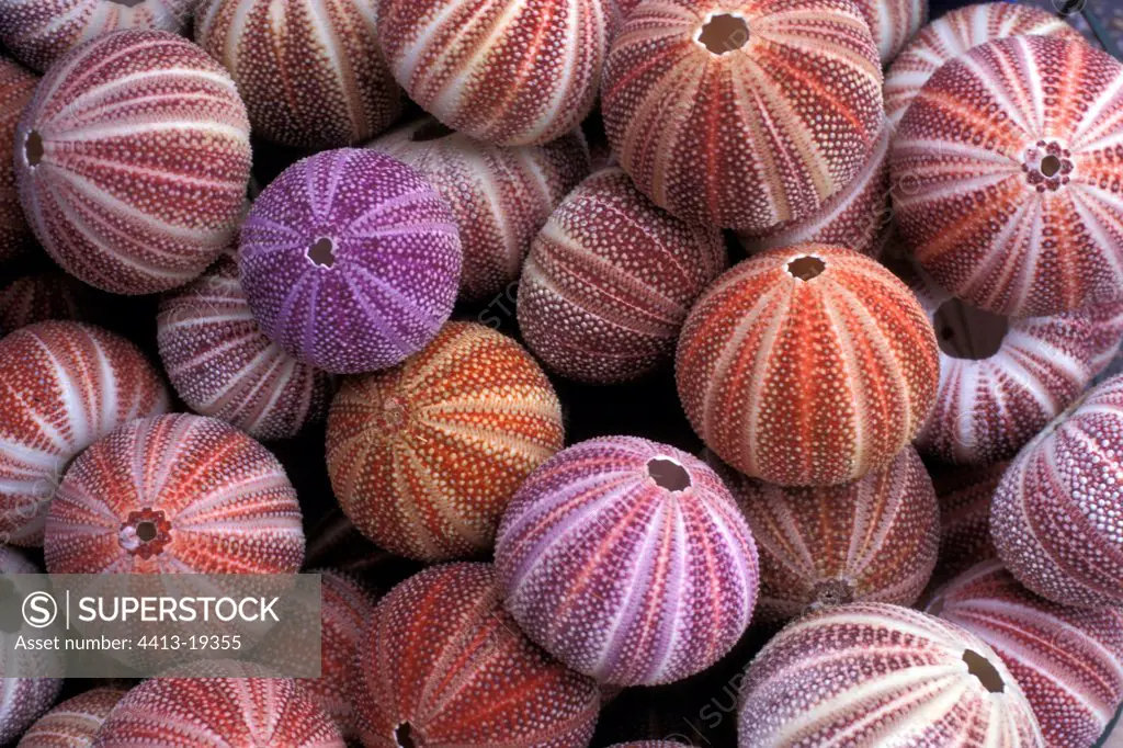 Many dried Sea urchins Cornwell