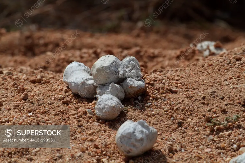 Spotted hyena droppings Kruger South Africa