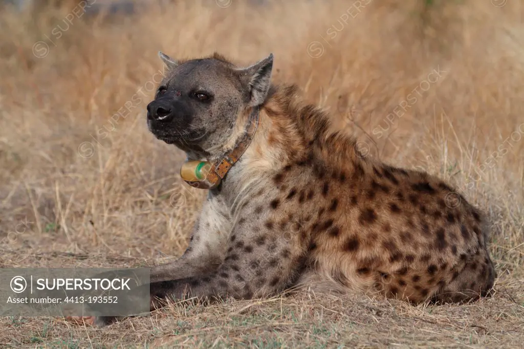 Spotted hyena with radio collars Kruger South Africa