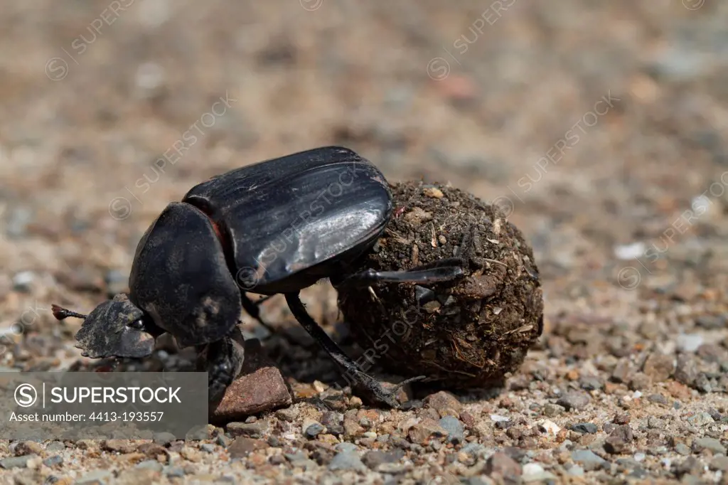 Dung beetle and dung Zebra Santa Lucia South Africa
