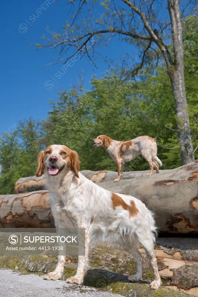 Brittany spaniels on barks France
