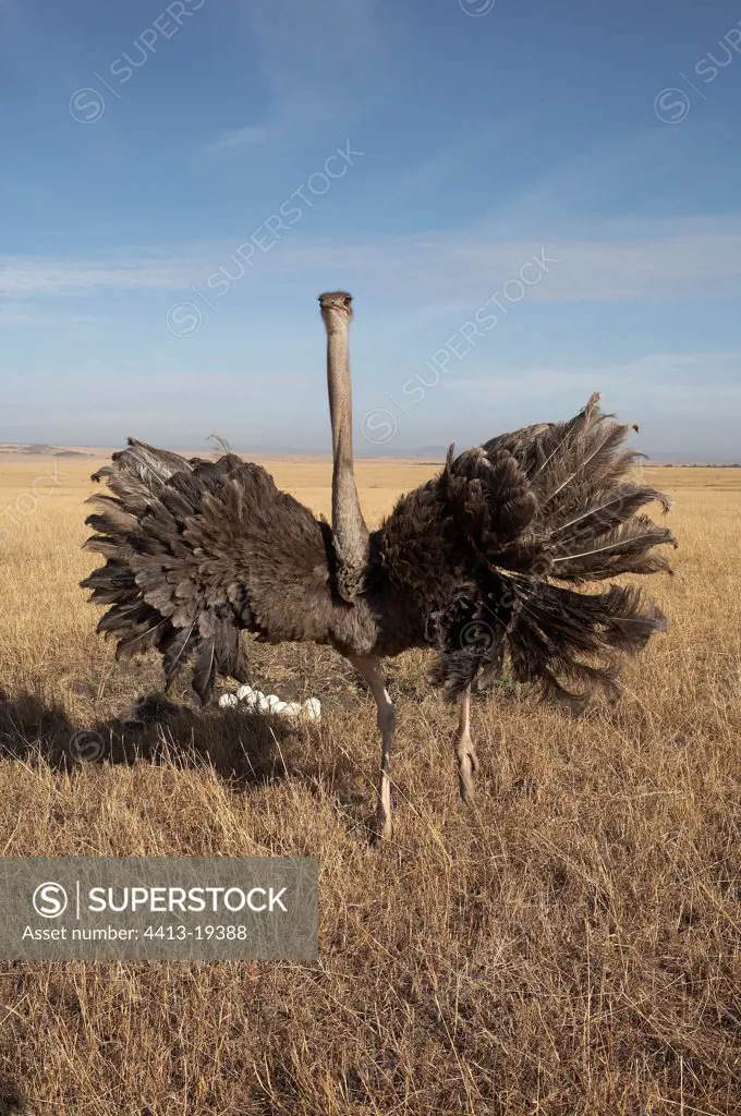 Female Ostrich defending its nest Masaï Mara Kenya