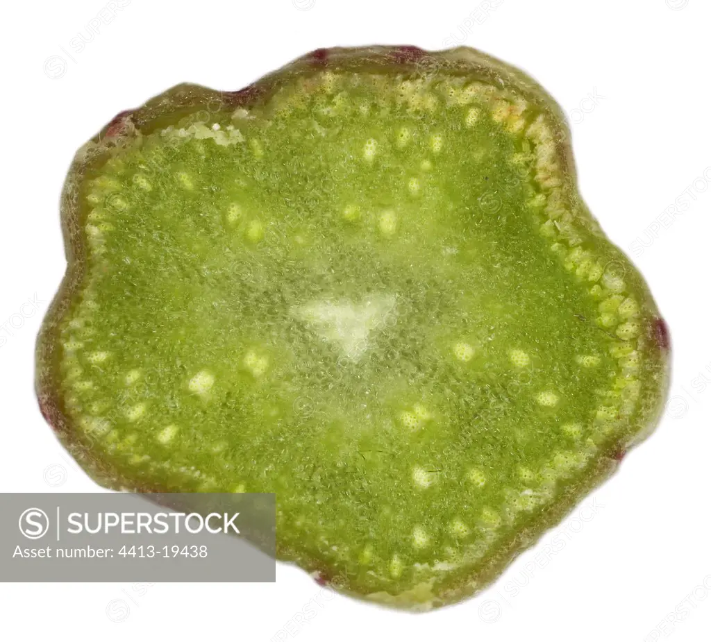 Transverse section of a stem