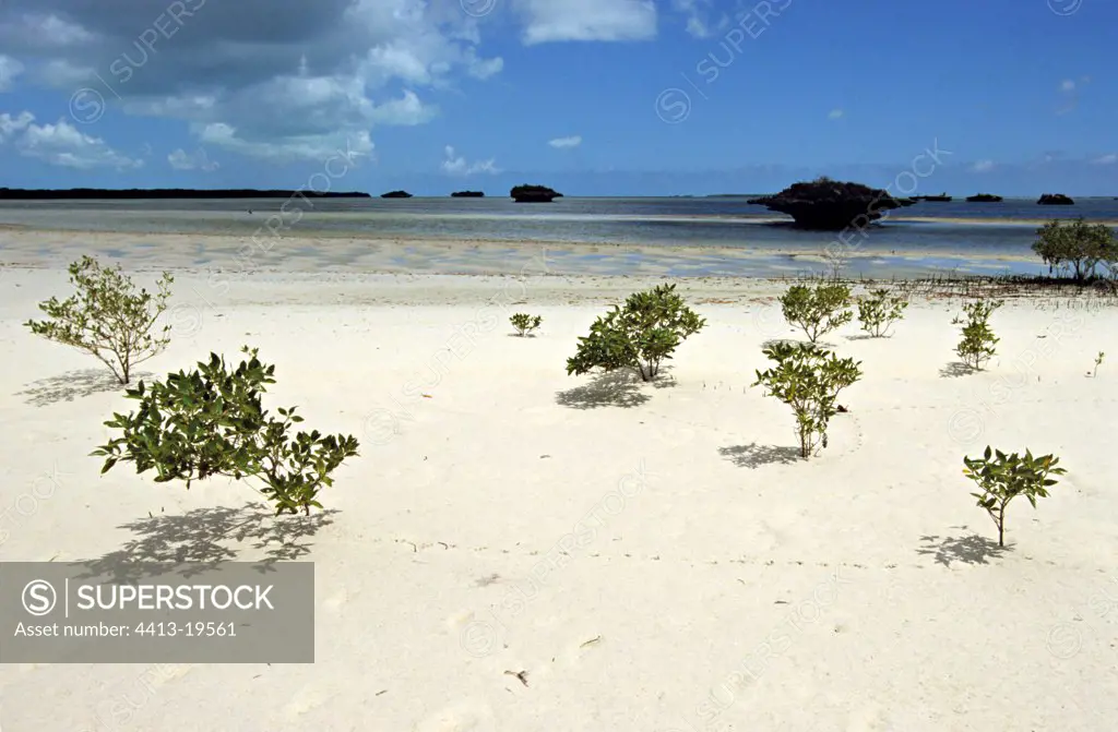 Mangrove in formation Aldabra Seychelles
