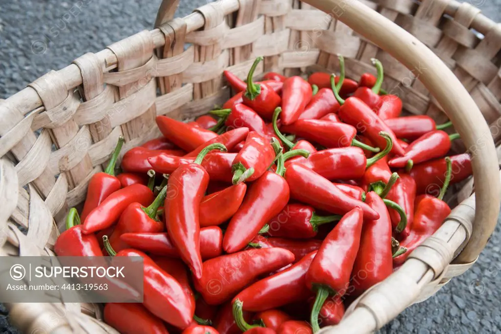Peppers of Espellette in a basket Basque Country France
