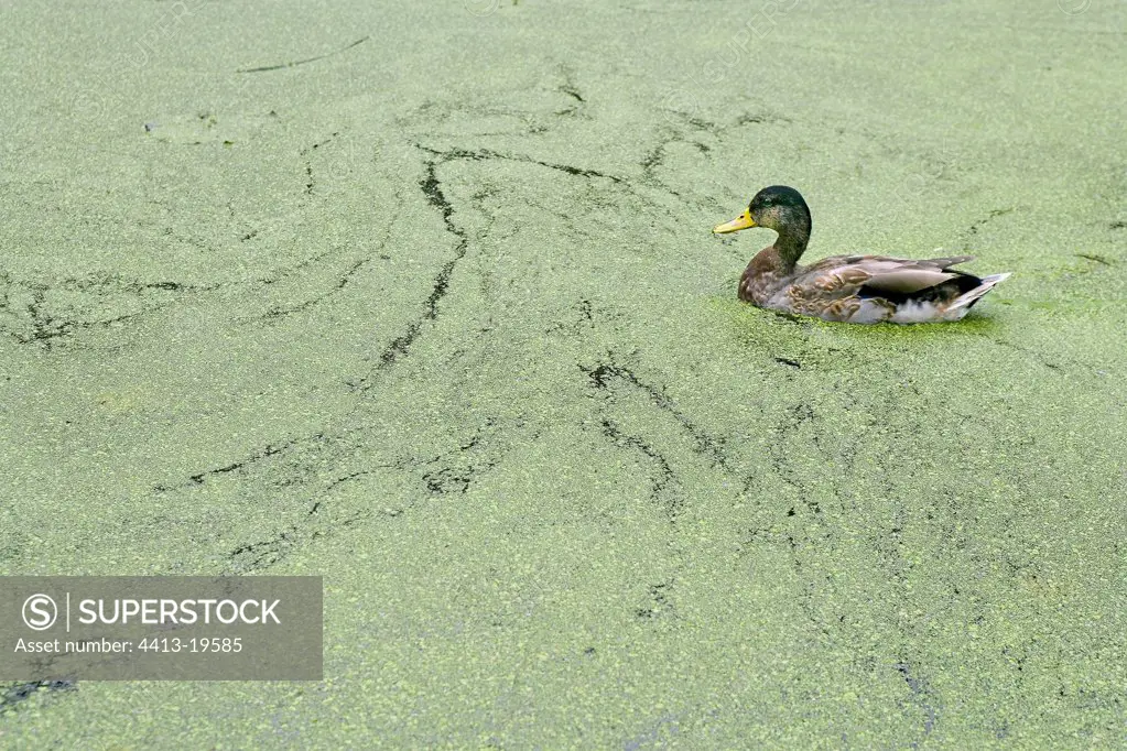Duck in a covered channel of algaeNetherlands
