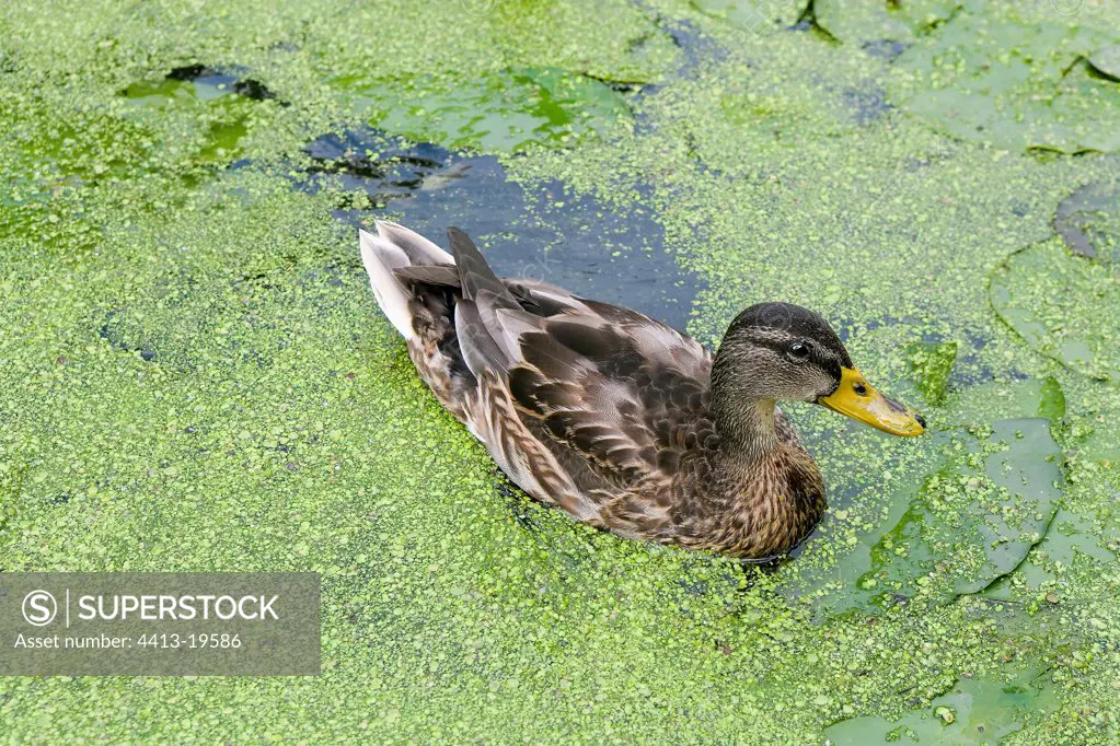 Duck in a covered channel of algaeNetherlands