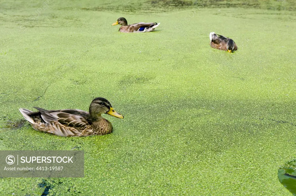 Ducks in a covered channel of algaeNetherlands