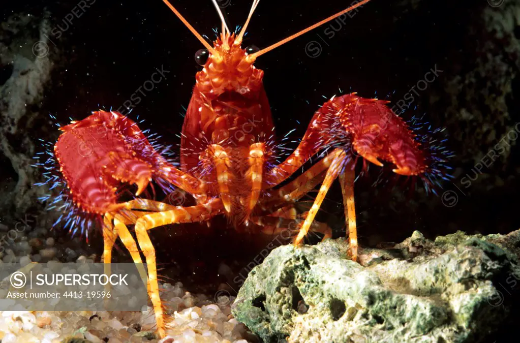 Hairy lobster in an aquarium
