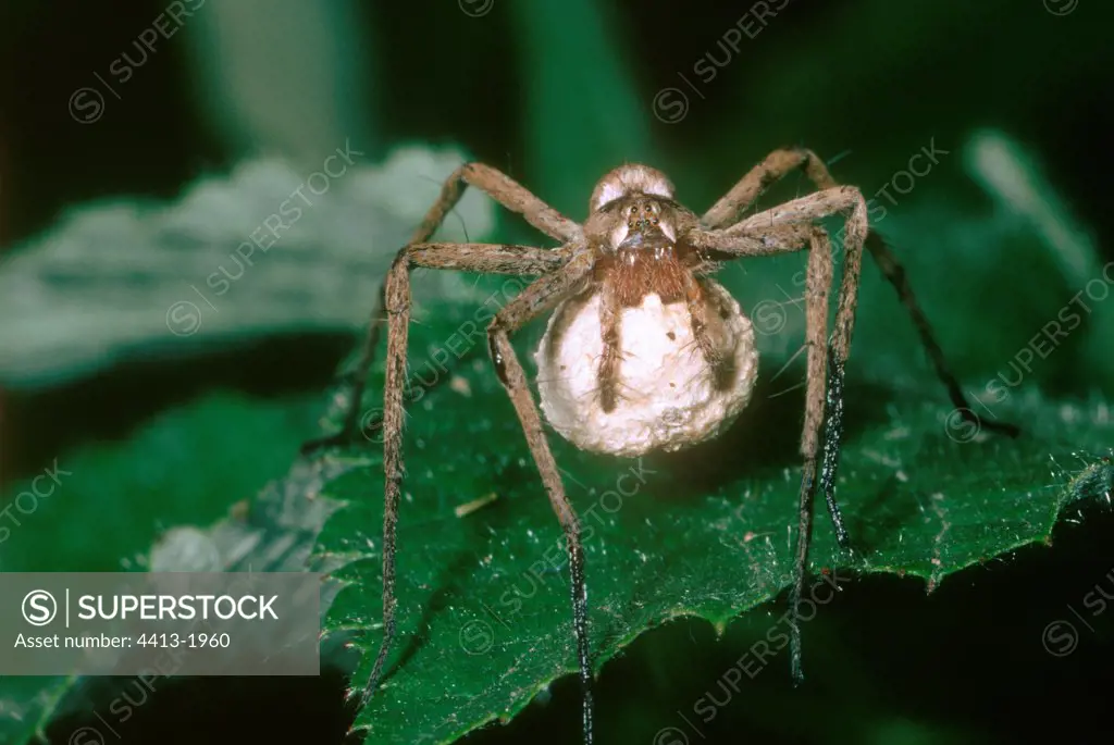 Nursery-web spider carrying its cocoon