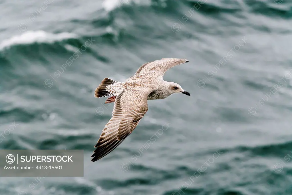 Immature gull herring in flight the North Sea Netherlands